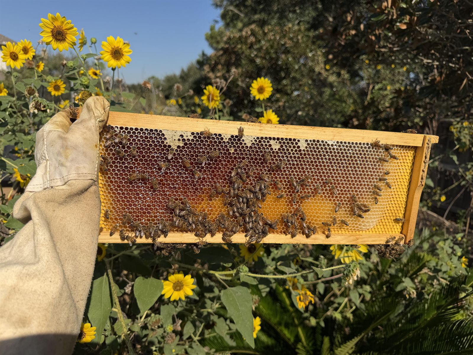 A freshly harvested honeycomb frame filled with golden honey and hardworking bees, surrounded by bright sunflowers